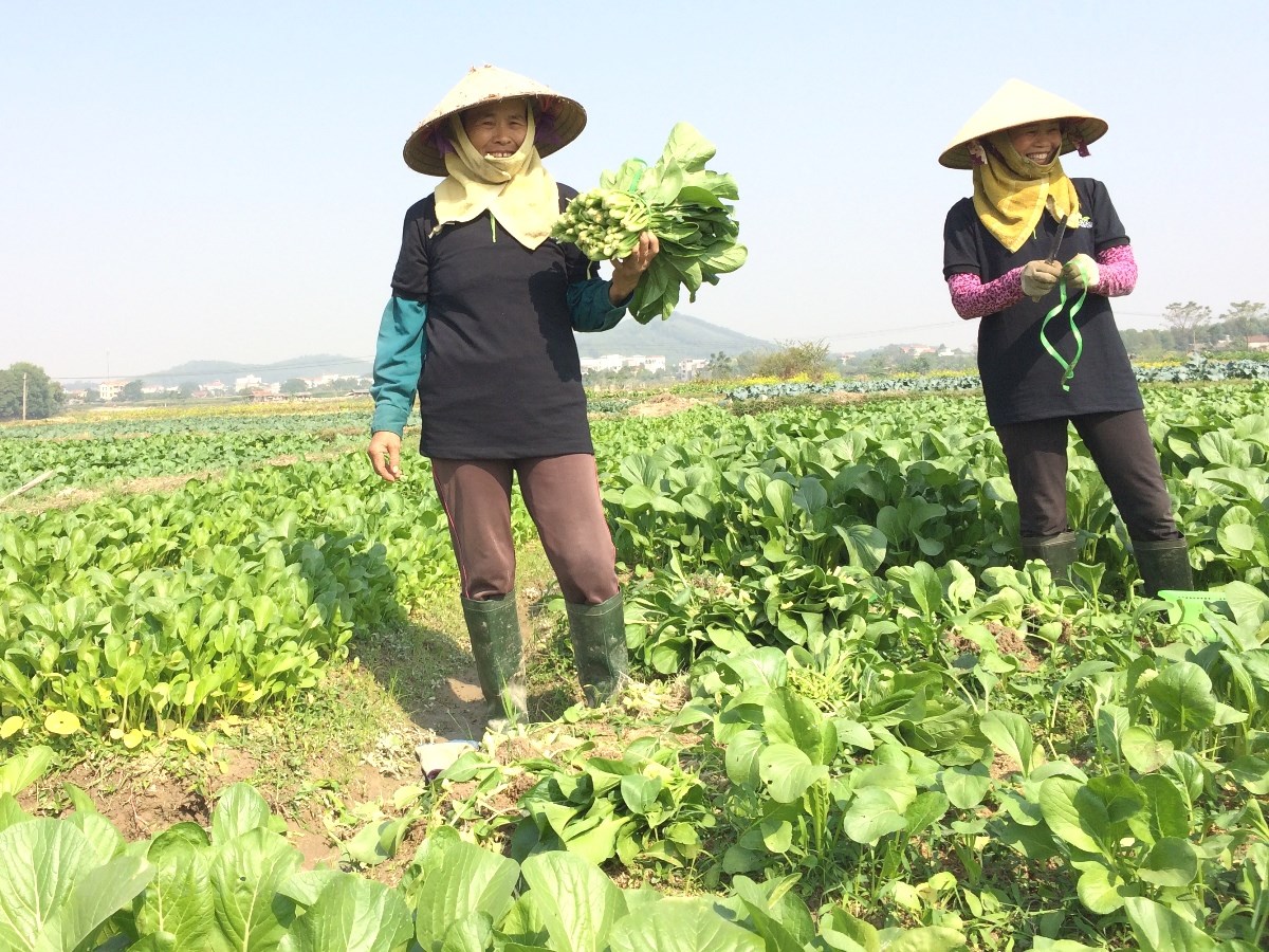 Nông sản Việt Nam hầu hết đều xuất khẩu