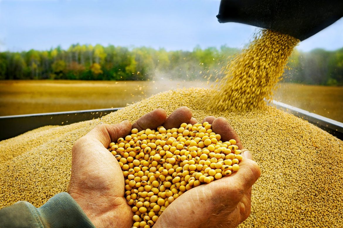 Nhu cầu tiêu thụ đậu tương Trung Quốc có khả năng giảm mạnh cuối năm