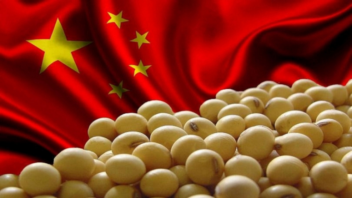 Mức nhập khẩu đậu tương của Trung Quốc sẽ giảm mạnh cuối năm
