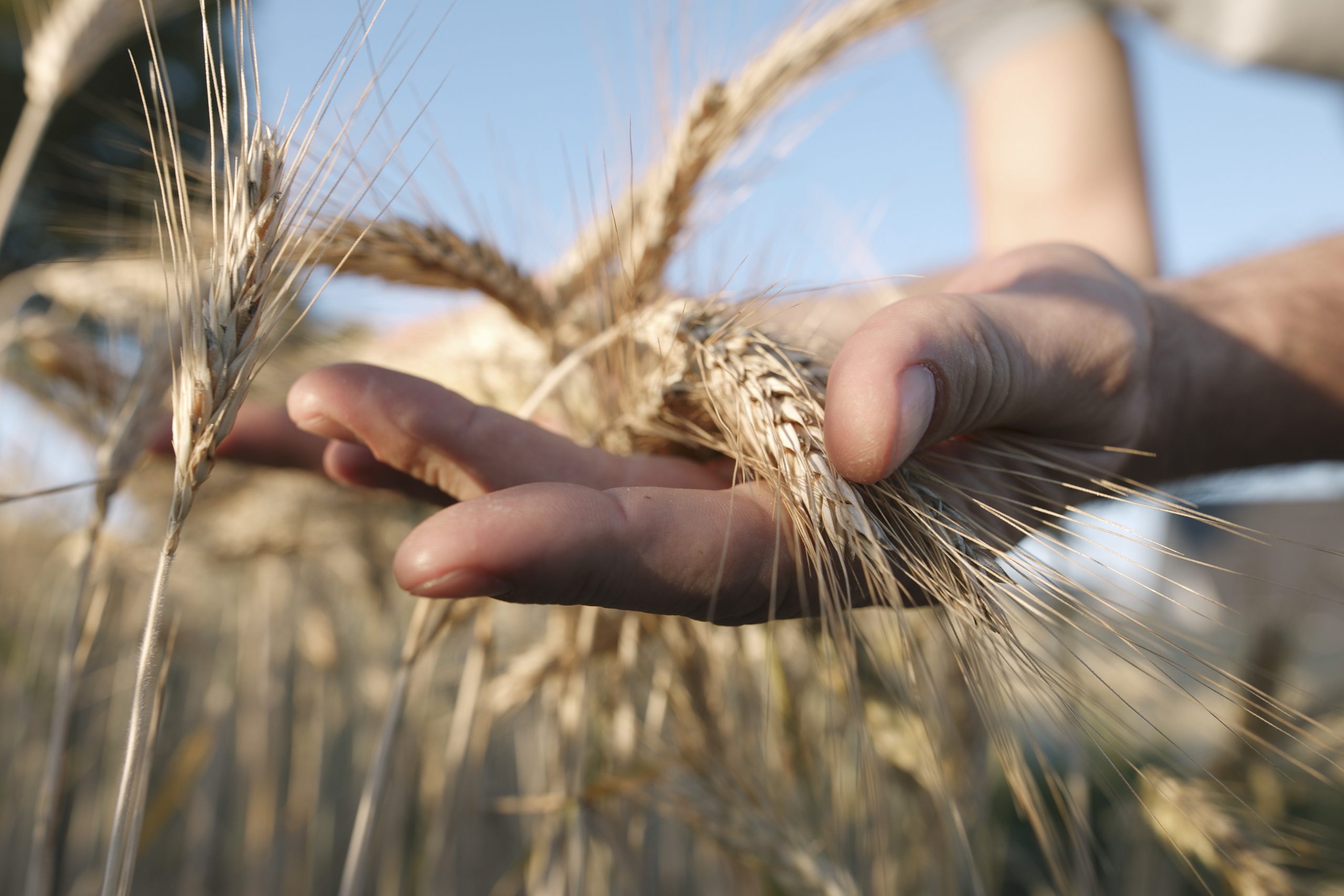 Nga lập kỷ lục xuất khẩu lúa mì nhờ sắc thuế 