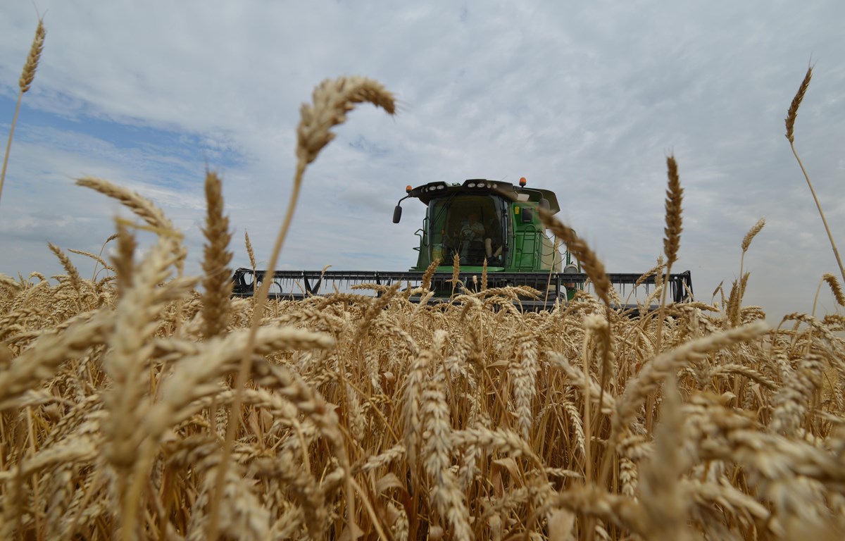 Giá lúa mì xuất khẩu của Nga tăng cao